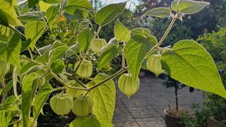 Cape Gooseberry aka Inca Berry Physalis Peruviana amp Goldenberry Surprise and Overwintering Plans [upl. by Ahtibbat]