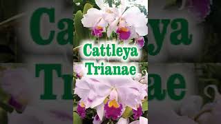 Cattleya Trianae [upl. by Akeenahs]