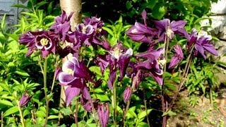 How to grow Columbine  Gardening 101 by Dr Greenthumb [upl. by Emrich]