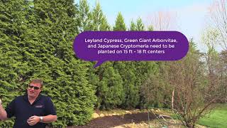 Leyland Cypress Green Giant Arborvitae and Cryptomeria [upl. by Deuno]