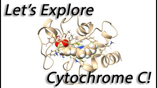 Analyzing the Structure of Cytochrome C with Chimera X [upl. by Nimaynib]