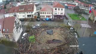 Ville de Sarralbe Webcam Live Cigognes Sarralbe Moselle Google Chrome 2024 02 22 13 38 08 [upl. by Churchill]