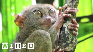 Tarsiers Can’t Blink  WIRED [upl. by Elohcin]