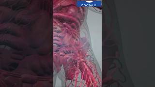 Spleen ruptured during accident ……medicalshorts spleen humananatomy doctalkwithdrnouman [upl. by Adnaerb513]