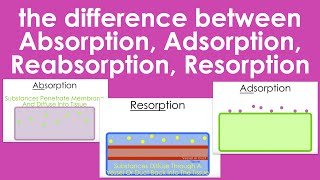 Differences Between Absorption Adsorption Reabsorption amp Resorption [upl. by Nashoma197]