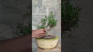 bonsai training boxwood tree 🤩 [upl. by Netsirc]