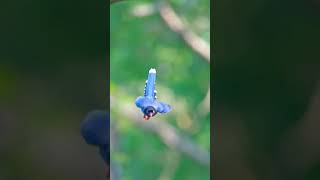 Red Billed Blue Magpie alamliar wildlife wildanimals birds birdsounds birdwatching burung [upl. by Blackburn]