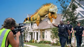 Cops Called for iguana Hunting in Florida Neighborhood But What Happened [upl. by Mahda897]