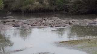 Grumeti River Camp  Hippo Pool  July 2012 [upl. by Enida]