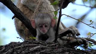 Dont Miss Out Baby Vervet Monkey Grooming Time [upl. by Eemyaj]