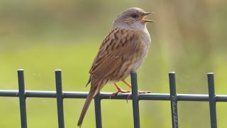 Dunnock singing  Heckenbraunelle singt [upl. by Susana]