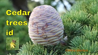 Tree ID Cedars  Cedrus  includes Cedar of Lebanon Deodar cedar atlantic or Atlas Cedar [upl. by Pompea]