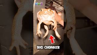 😱 WATCH OUT Giant toads are scary FUN [upl. by Auod]