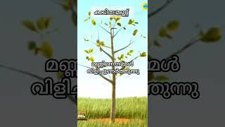 മണ്ണ്🌱 കവിത  മണ്ണ്world soil daysoil song in Malayalam with lyrics soil soilsong worldsoilday [upl. by Pallas]