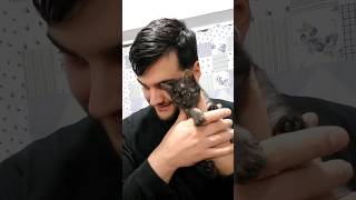 Favourite cat foryou funny funnyvideo catlover kitten cute cutecat f love favorite [upl. by Dani360]