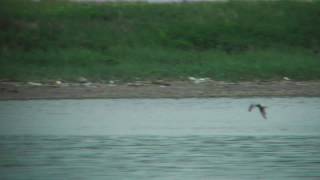 Forktailed Stormpetrel 1 FullHD JH1RNZ [upl. by Essenaj]