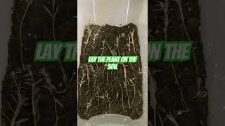 How To Grow Emersed Aquarium Plants 🌱 [upl. by Peck]