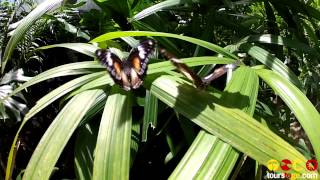 Kuranda Scenic Railway Skyrail and the Australian Butterfly Sanctuary [upl. by Katushka]