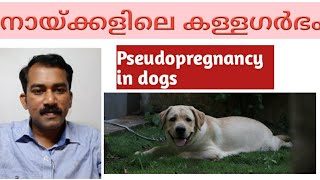 Pseudopregnancy in dogsPhantom pregnancy [upl. by Yzzo]