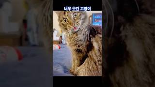 절대 표정과 행동을 예측할수없는 고양이 감동웃음 [upl. by Nata511]