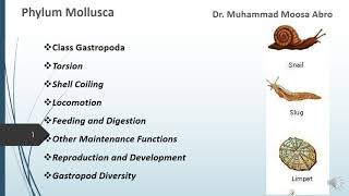 Phylum Mollusca Class Gastropoda Torsion Locomotion Digestion Reproduction and Development [upl. by Ecnesse]