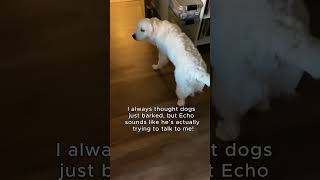 My Dog’s Morning Chatter—Any Idea What He’s Saying dogtalking funnydog goldenretriever [upl. by Aivon]