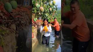 Beautiful mango 🥭🥭 farm amp Sweet mango fruit harvesting shorts mango youtubeshorts [upl. by Mahgirb]