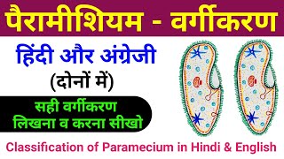 पैरामीशियम का वर्गीकरण  paramecium ka classification  paramecium ka vargikaran  biology scienceSK [upl. by Eirod]