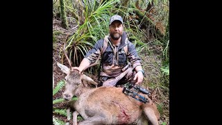 Red Stag Roared In Close In Thick Bush [upl. by Darees]