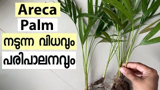 Areca Palm Care Tips  Best Airpurifying Plant Plant Hunting Areca palm in malayalam [upl. by Ahsinyt475]