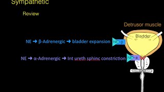 Autonomic innervation of the Bladder [upl. by Delphinia]