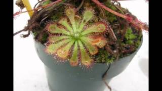 Drosera spatulata timelapse [upl. by Aihsoj]