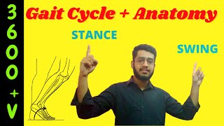 Gait Cycle and muscle anatomy  muscle activity during walking in hindiurdu Physio mentor [upl. by Rachelle]