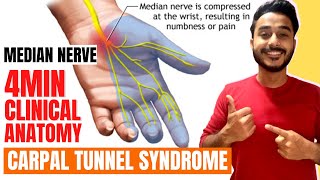 carpal tunnel syndrome clinical anatomy of median nerve  median nerve clinical anatomy [upl. by Lirret114]