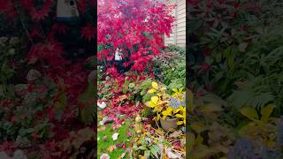 The beautiful colour of the Japanese maple “Bloodgood”in my garden redleaves mapleleaves ￼ [upl. by Neetsuj]