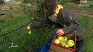 Agriculture  La cueillette des pommes a débuté en Vendée [upl. by Ycak]