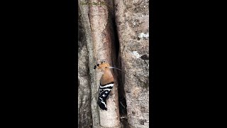 Eurasian hoopoe Birds  Review Bird Nest [upl. by Doowrehs232]