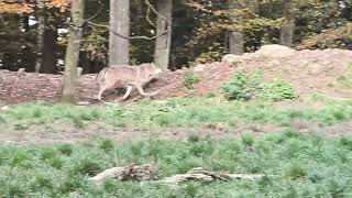 Wildpark Bad Mergentheim 22102024 [upl. by Redep]