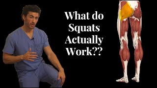 BEFORE YOU SQUAT Understand the ANATOMY Behind it What Muscles Squats Actually Work [upl. by Lunn996]