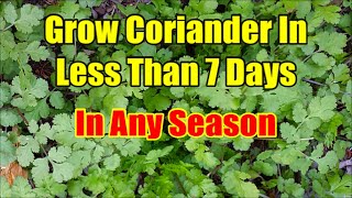 How To Grow Coriander From Seeds In 3 Days Fastest Method of Coriander Seed Germination [upl. by Natsirt550]