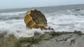 Yayoi Kusamas Pumpkin swept away by a typhoon in Japan [upl. by Harsho]