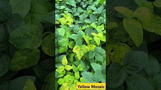 Yellow Mosaic on Soyabean सोयाबीन येलो मोझॅक अटॅक shrots youtubeshorts [upl. by Livingston408]