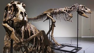 Gorgosaurus Dinosaur Skeleton to Fetch Millions at Auction [upl. by Aetnahs]