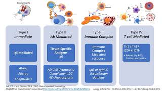 Hypersensitivity Types I to IV in less than 2 minutes [upl. by Myrta]