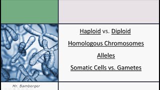 Genetic Essentials Homologous Chromosomes Alleles and Monoploid vs Diploid [upl. by Suoilenroc]