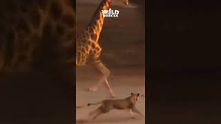 Giraffe stamps a Chasing Lion [upl. by Georgetta168]