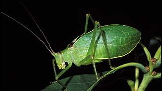 Song of the Katydids [upl. by Stoecker]