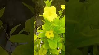 Allamanda plant care 🌱allmandaplant ytshorts flowers plantcaretips [upl. by Mellisa]