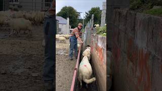 Amazing System In Sheep Farming [upl. by Leasia]