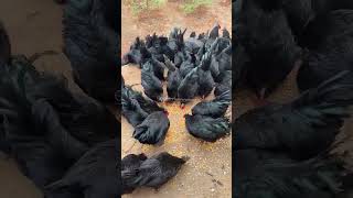 Black chicken breed grows well and has high productivity chicken chickenfarming poultry [upl. by Dieball]